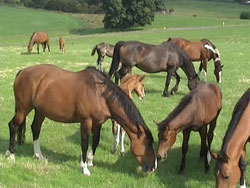 Panama Sport Horses - Gisburn, Lancashire, UK